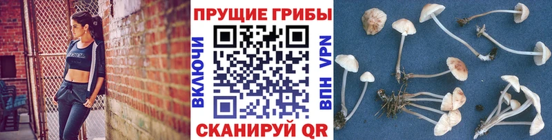 Галлюциногенные грибы GOLDEN TEACHER  сколько стоит  Чистополь 